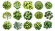 © tinnakorn - Highquality top view trees isolated on white background perfect for design projects, nature illustrations, and environmental graphics