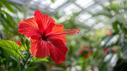 Poster - A Single Red Hibiscus Flower in Full Bloom with Green Foliage