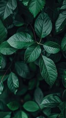 Closeup of dark green leaves natural beauty background texture