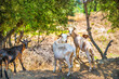 Goats grazing on grass field with bell, domestic farm animals raised for meat on Ikaria island, Greece longevity blue zone