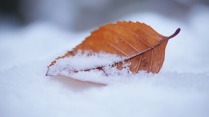 Wall Mural - A close-up of a snow-covered leaf, softly illuminated by natural light