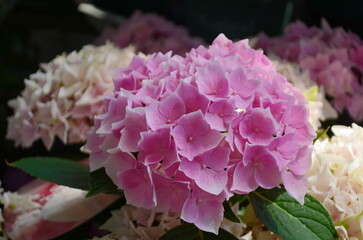 Hydrangea pink flower closeup. Beautiful Hortensia blooming in summer garden. Beauty pink and white colour Hydrangea flower close up. Nature floral backdrop. Easter, Birthday, Nature concept.