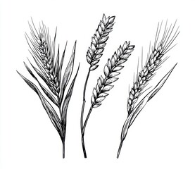 Wheat Ears Illustration.