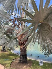 palm trees on the beach