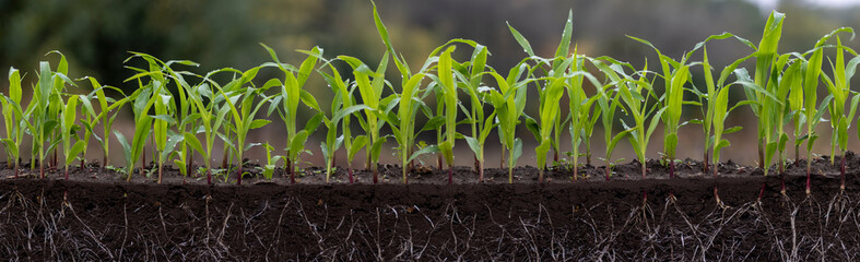 young corn plants in soil with roots