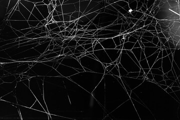Wall Mural - cobweb on a dark background