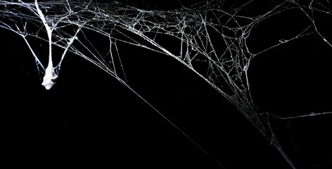 Wall Mural - cobweb on a dark background