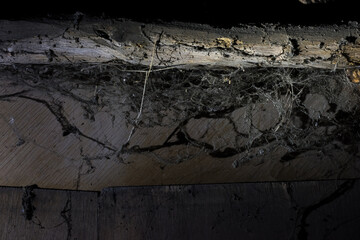 Wall Mural - cobweb on a dark background