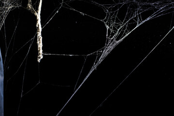 Wall Mural - cobweb on a dark background