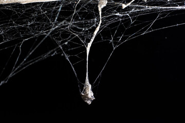 Wall Mural - cobweb on a dark background