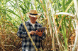 © kanpisut - Sugar cane agriculture. Farmer working in sugar cane field with tablet. Agriculture maize business concept. Farmer with Tablet study sugar cane sprouts.