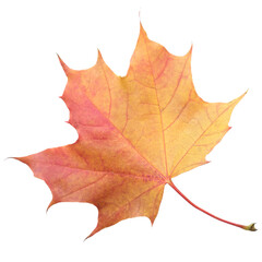 Aufkleber - A leaf of a maple tree is shown in full color. The leaf is red and has a slightly brownish tint. The leaf is positioned on a white background, which makes the leaf stand out and appear more vibrant