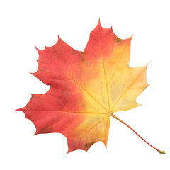 Aufkleber - A leaf of a maple tree is shown in full color. The leaf is red and has a slightly brownish tint. The leaf is positioned on a white background, which makes the leaf stand out and appear more vibrant
