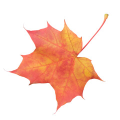 Aufkleber - A leaf of a maple tree is shown in full color. The leaf is red and has a slightly brownish tint. The leaf is positioned on a white background, which makes the leaf stand out and appear more vibrant