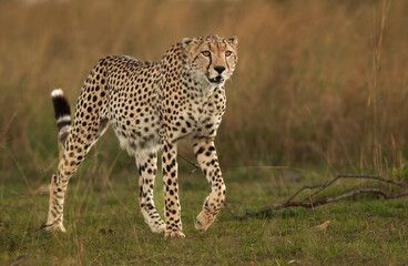 portrait of a cheetah, masai mara