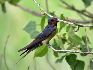 Barn swallows perched on a branch