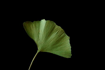 Leaf of Ginkgo Biloba, ginkgo, maidenhair tree