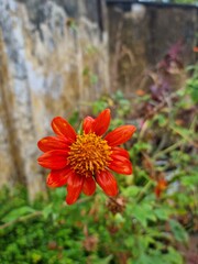 red flower in autumn