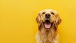 © alexandro900 - Cane golden retriever sorridente e felice, isolato su sfondo giallo