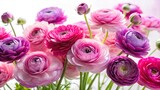 Pink and purple translucent ranunculus flowers on a white background Wide-Angle