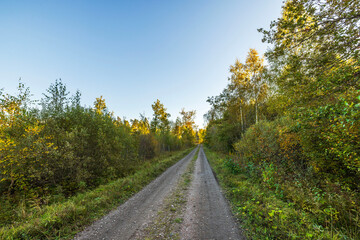 Wall Mural - Dirt road through forest with autumn foliage on both sides under clear blue sky with trees yellow and green.