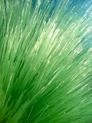 Poster - Abstract blue and green background with artificial hair. Topics: abstraction, close-up, color, calm, shine, texture, surface