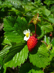 Fresh wild strawberry bush with red fruit, white flower and green leaves with water drops after rain on summer day. Topics: beauty of nature, cultivation, blooming, natural environment, garden