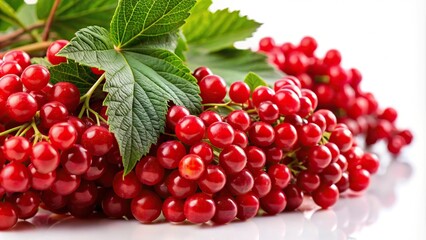 Wall Mural - red berries of viburnum on white background