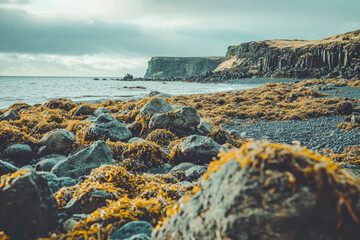 Coast landscape of Iceland with boulder seaweed rocks.