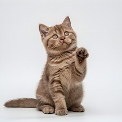 A small brown cat sits upright on its hind legs, looking curiously at its surroundings. isolated.

