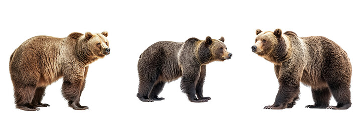 collection set of a brown bear standing, side view, full body isolated on a transparent background c