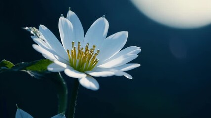 Aufkleber - White flower blooms in sunlight against a blue background, showcasing delicate petals and yellow pistils