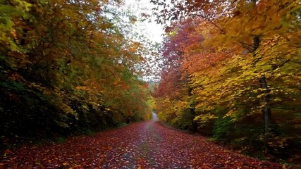 Poster - Dirt road is winding through a forest displaying vibrant fall foliage. Sunlight shines through the trees, creating a warm and inviting atmosphere