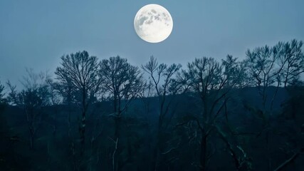 Aufkleber - Cold winter night with a bright full moon rising over bare trees, casting a serene glow. Perfect for a spooky, magical fantasy background