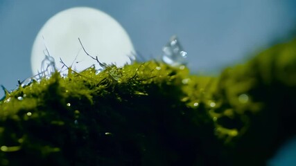 Poster - Water droplets freeze in motion on vibrant green moss, showcasing nature's beauty. Evoking tranquility and the delicate balance of the natural world
