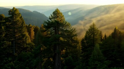 Aufkleber - Golden sunlight is illuminating the leaves of trees in a dense coniferous forest, creating a captivating contrast of light and shadow