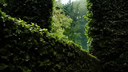 Poster - Thriving green moss on ancient stone wall exudes tranquility and beauty. Weathered texture adds history to serene scene