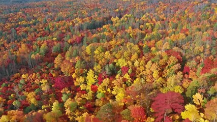 Aufkleber - Stunning aerial view of a vast forest covered in vibrant fall foliage, showcasing the breathtaking beauty of nature's transformation