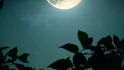 Poster - Silhouettes of leaves are illuminated by the last light of the setting sun, creating a sense of mystery and tranquility