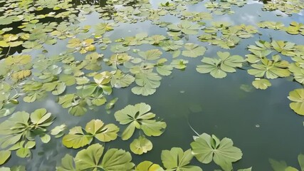 Poster - Green water lily pads are floating on a pond with the clouds reflecting on the surface of the water. The pads create a beautiful natural background