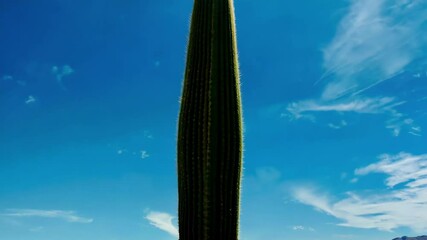 Poster - Towering  cactus stands in the desert sun with mountains in the background, showcasing the beauty of 's arid wilderness