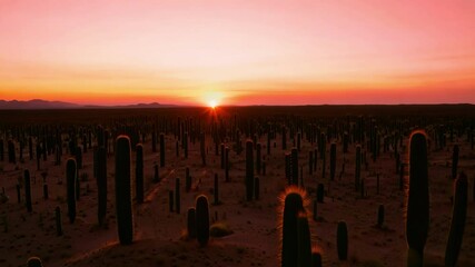 Poster - Cacti standing in desert sand with the sun rising over a mountain range in the distance, bathing the scene in warm light