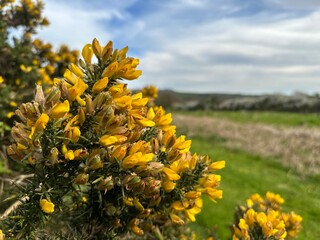 Gorse