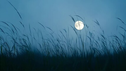 Aufkleber - The full moon is shining over a field of grass, creating a peaceful and serene atmosphere. The grass is swaying gently in the breeze, and the moon is casting long shadows across the field