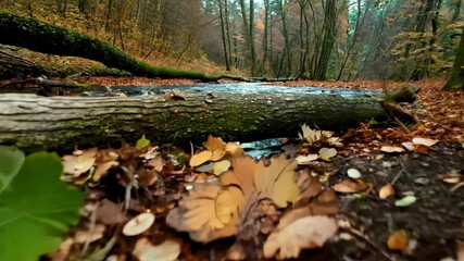 Poster - Fallen tree trunk covered in green moss stretches over a forest stream with autumn leaves, creating a peaceful scene in nature