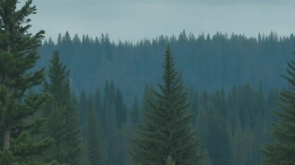 Poster - Evergreen trees stretch into the foggy distance, creating a beautiful gradient of green and blue in a serene forest setting