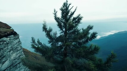 Aufkleber - Majestic pine tree stands tall on a rugged mountainside, overlooking a misty valley, creating a tranquil atmosphere with lush greenery and clear blue skies