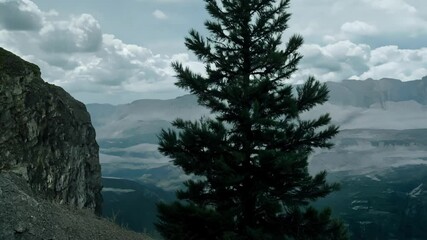 Aufkleber - Tall pine tree overlooks a lush valley from a mountain peak, with dramatic clouds in the sky creating a serene and remote landscape