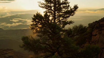 Aufkleber - Lone pine tree is growing on the edge of a cliff, its branches reaching out over the valley below as the sun sets in the distance