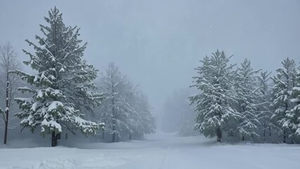 Aufkleber - Snow falls gently on a forest path, surrounded by snow covered pine trees, creating a serene winter scene